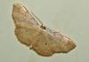 Idaea politaria
